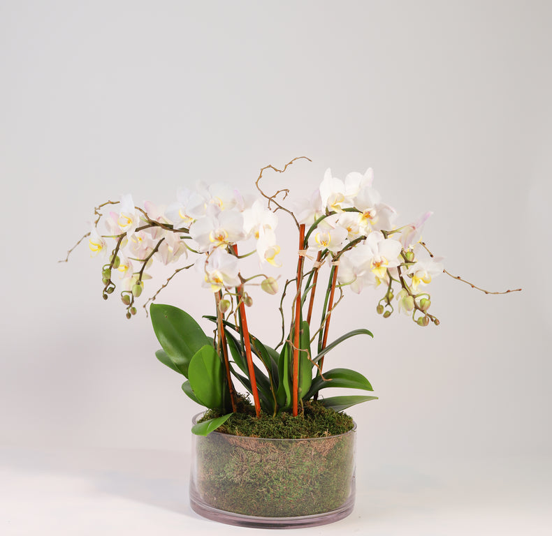 Mini Phalaenopsis Orchids
