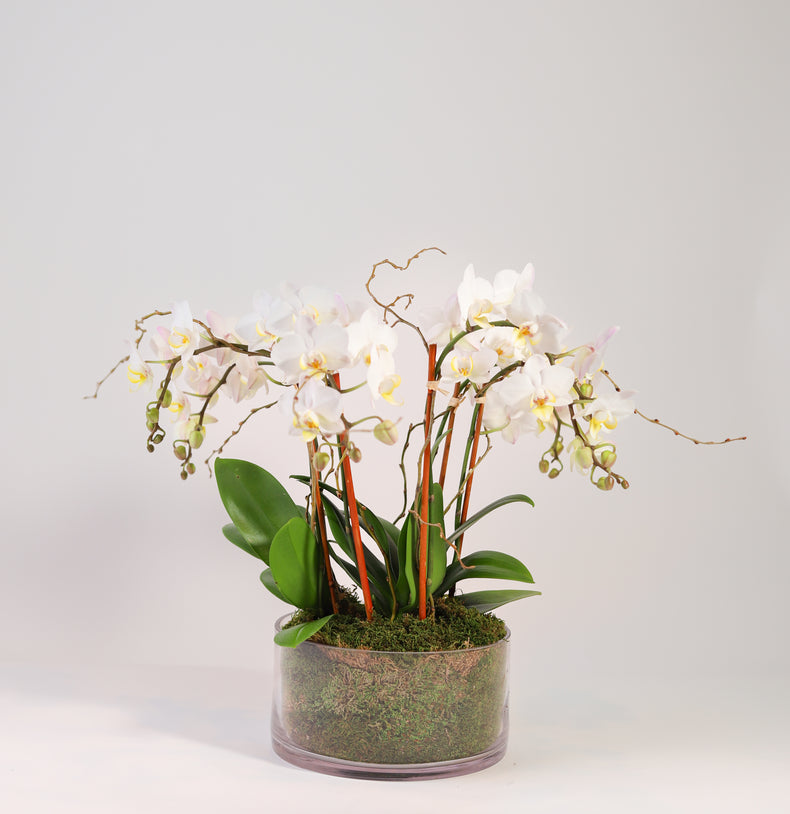 Mini Phalaenopsis Orchids
