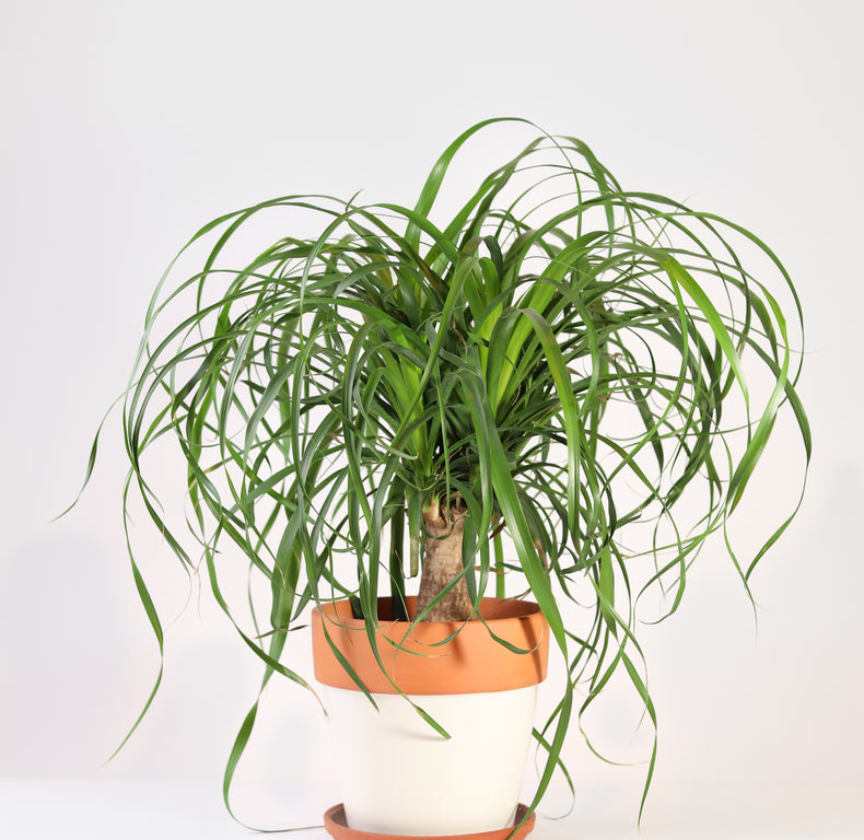 Mini Ponytail Palm