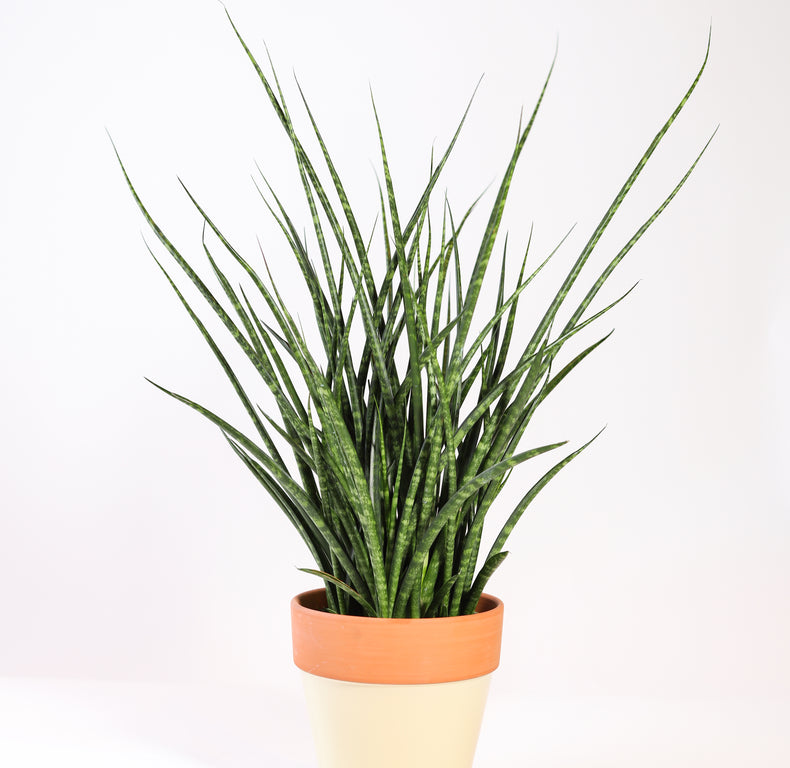 Mini Sansevieria Fernwood