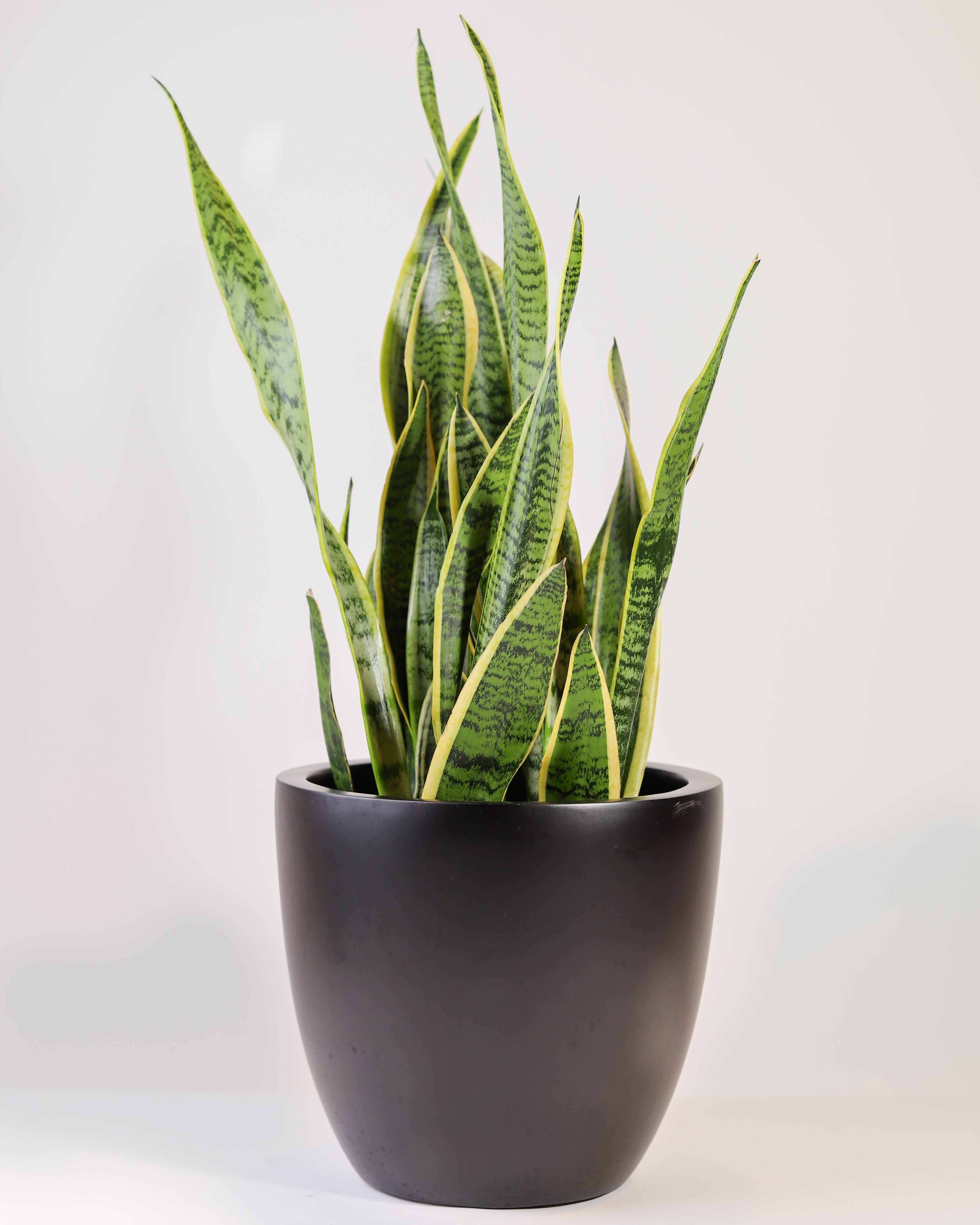 Sansevieria Laurentii – Allan Woods Flowers