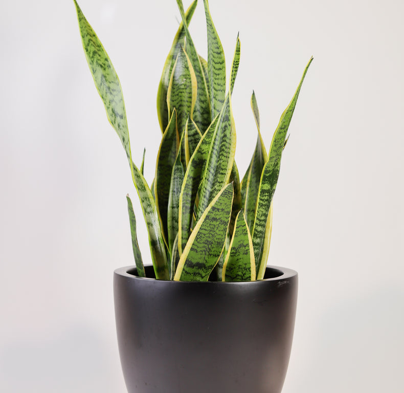Sansevieria Laurentii