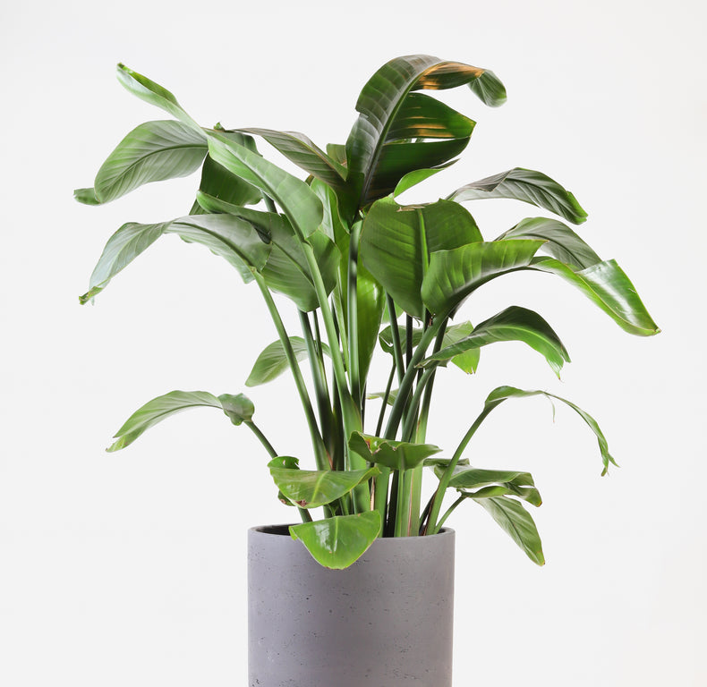Strelitzia