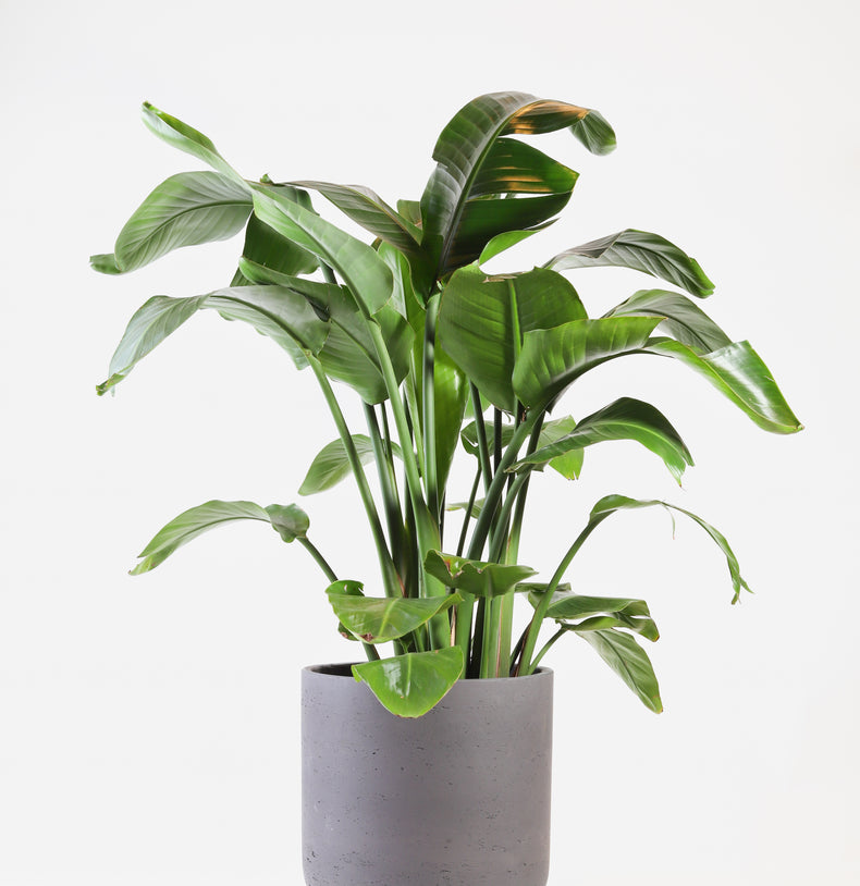 Strelitzia