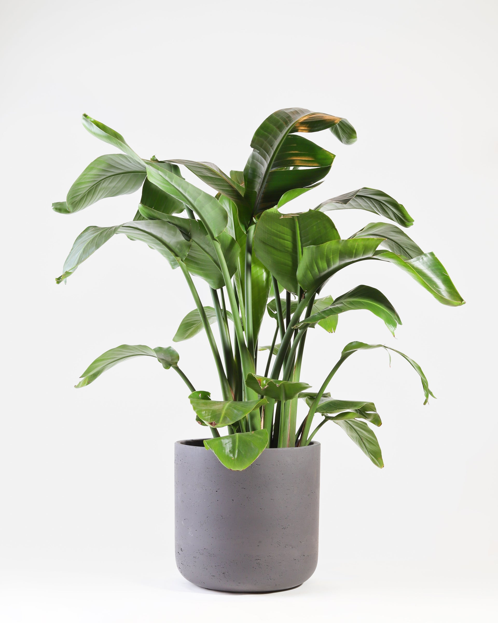 strelitzia park Strelitzia – Allan Woods Flowers