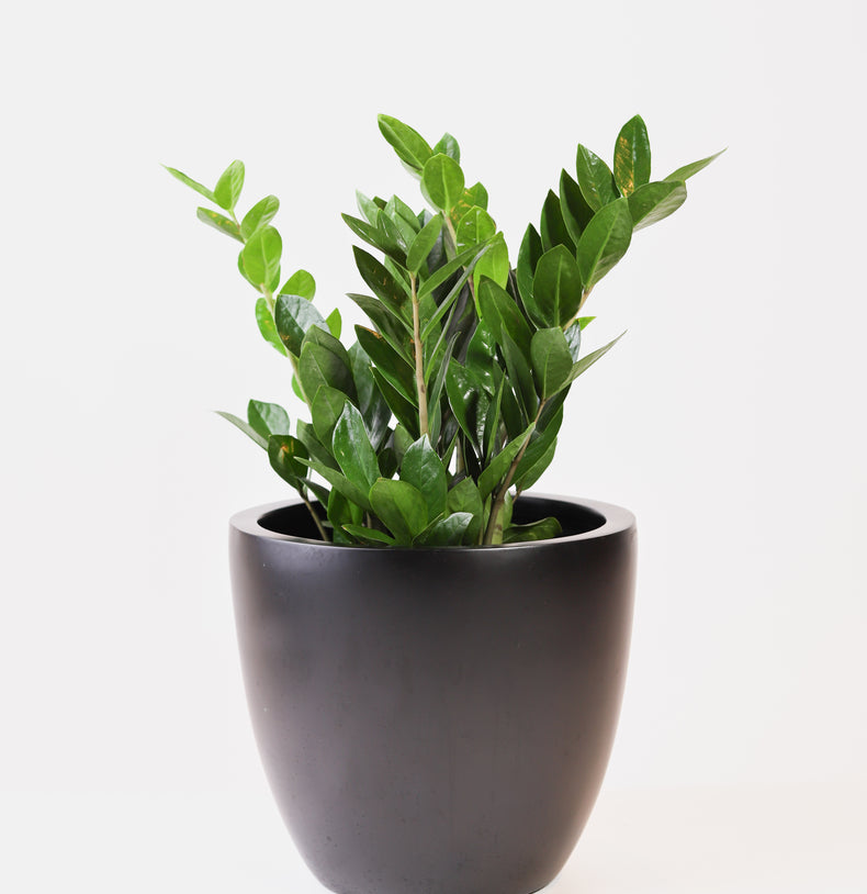 Zamiifolia