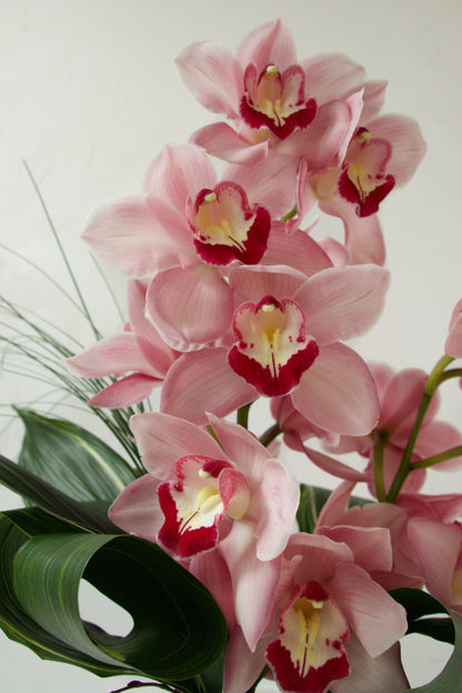 Cymbidium Simplicity