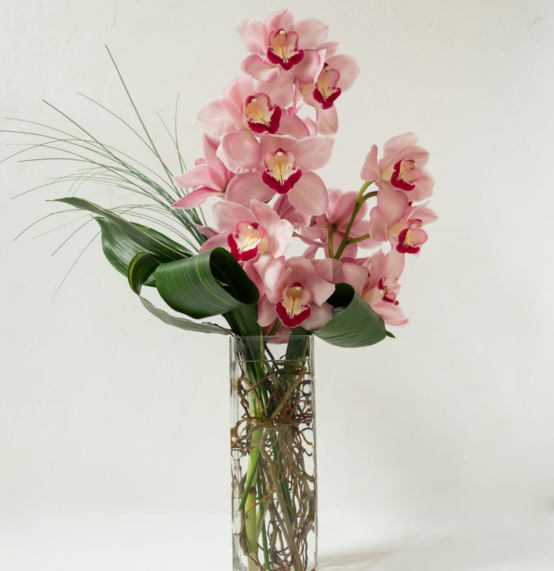 Cymbidium Simplicity