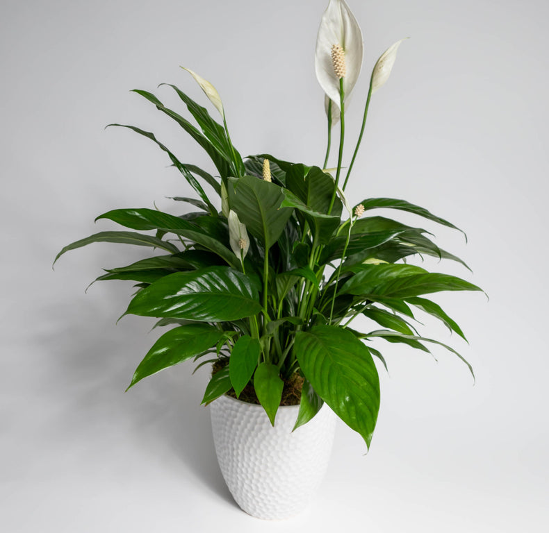 Spathiphyllum