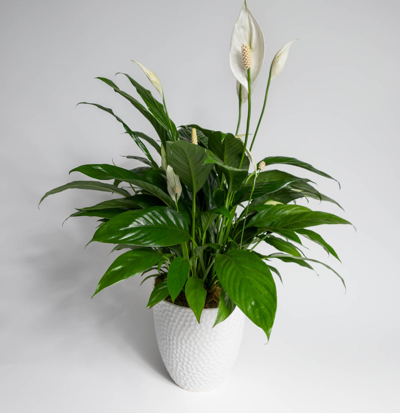 Spathiphyllum
