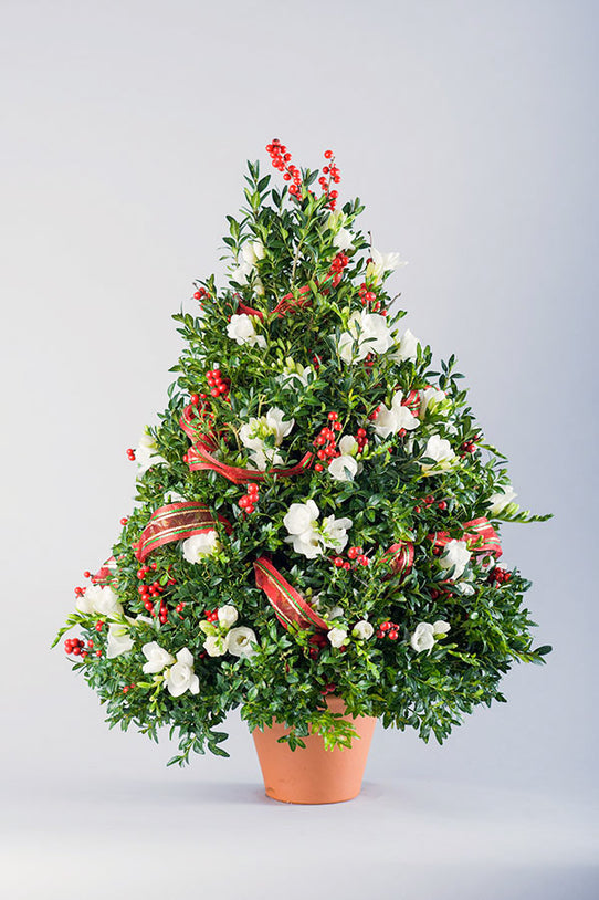 Boxwood Tree