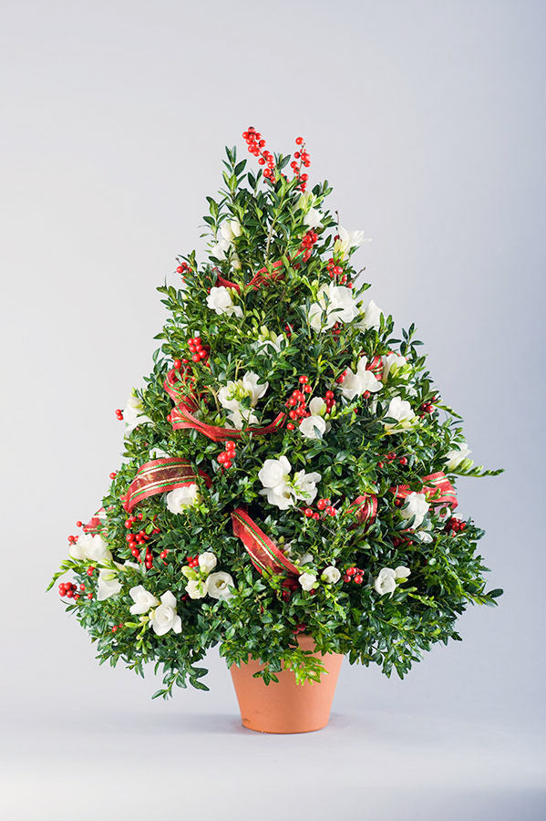 Boxwood Tree