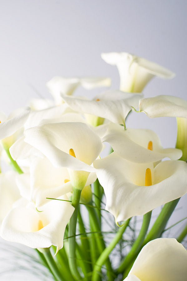Calla Cascade – Allan Woods Flowers