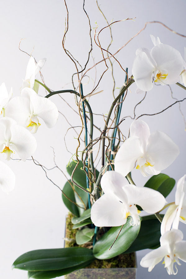 Deluxe White Phaelaenopsis Orchid – Allan Woods Flowers