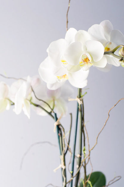 Double Stem Phalaenopsis Orchid