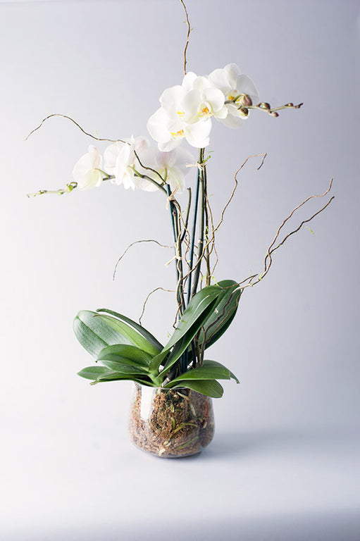 Double Stem Phalaenopsis Orchid
