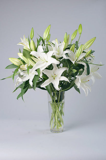 casablanca lily flower Exotic Casablanca – Allan Woods Flowers