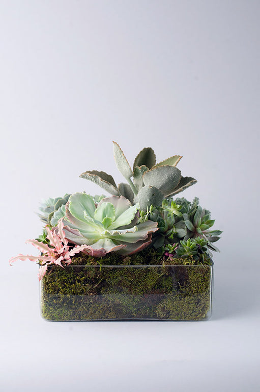 Grand Succulent Garden