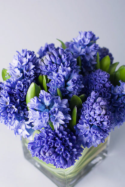 Hyacinth Splendor