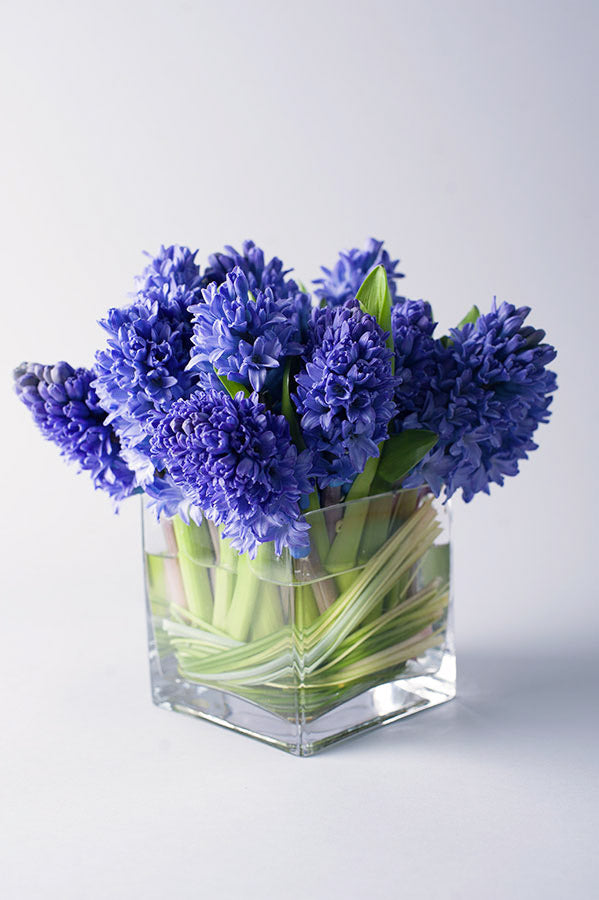 Hyacinth Splendor