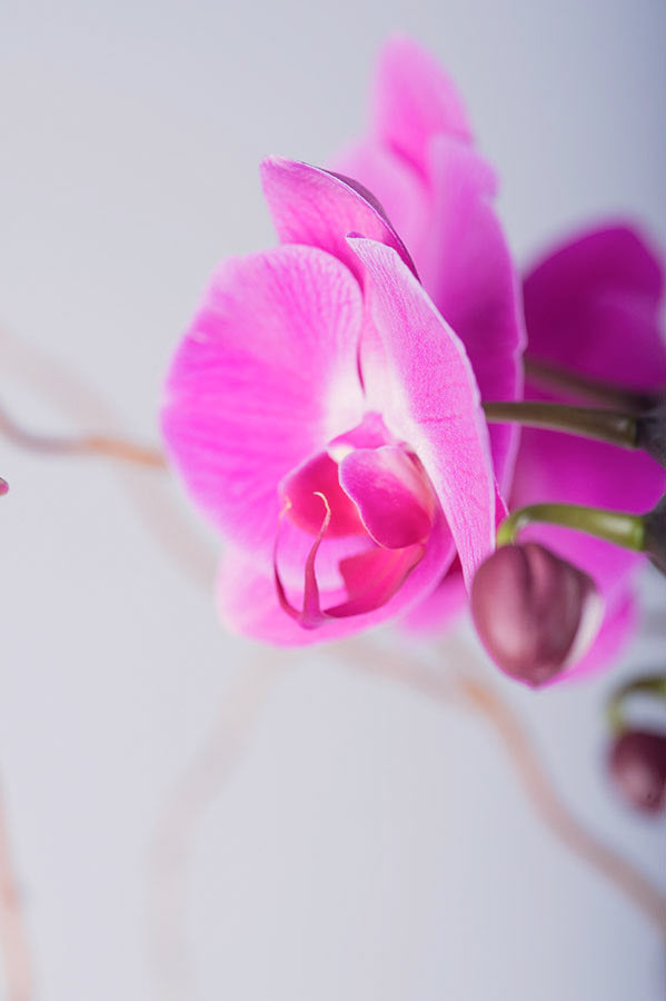 Magenta Phalaenopsis Orchid