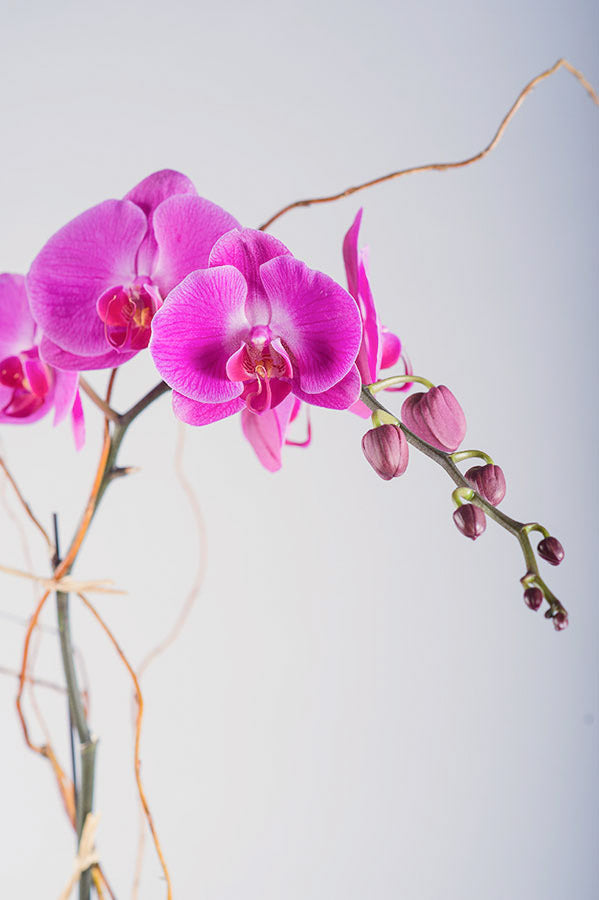 Magenta Phalaenopsis Orchid