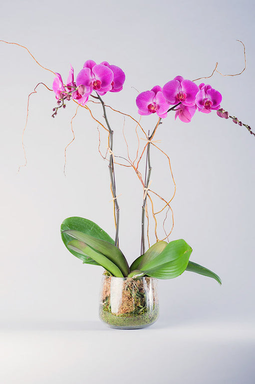 Magenta Phalaenopsis Orchid
