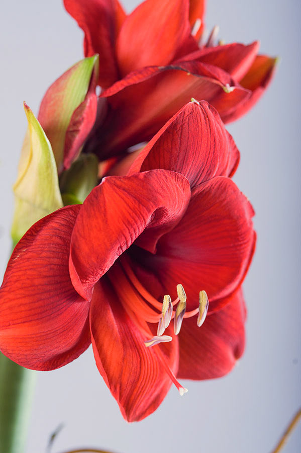 Allan Woods Potted Amaryllis