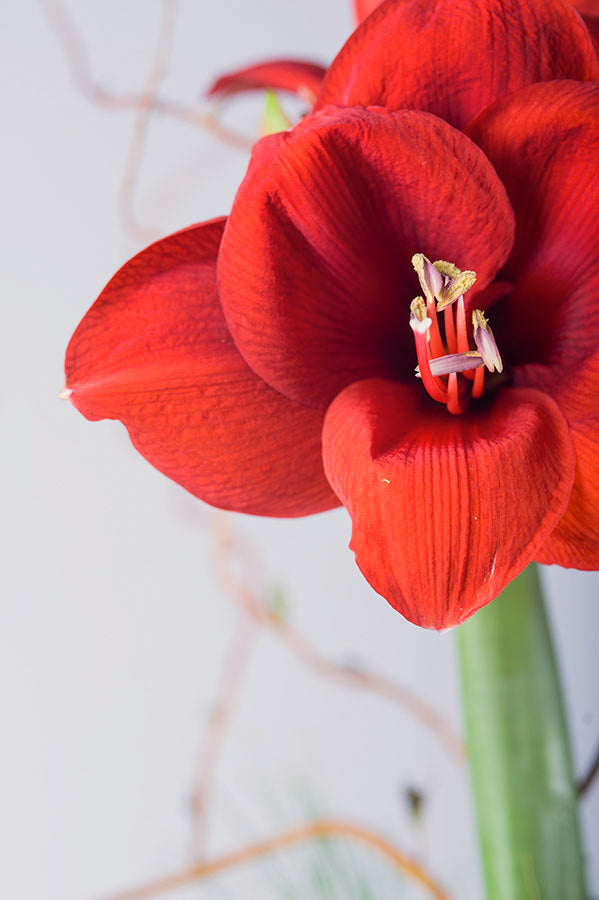 Allan Woods Potted Amaryllis