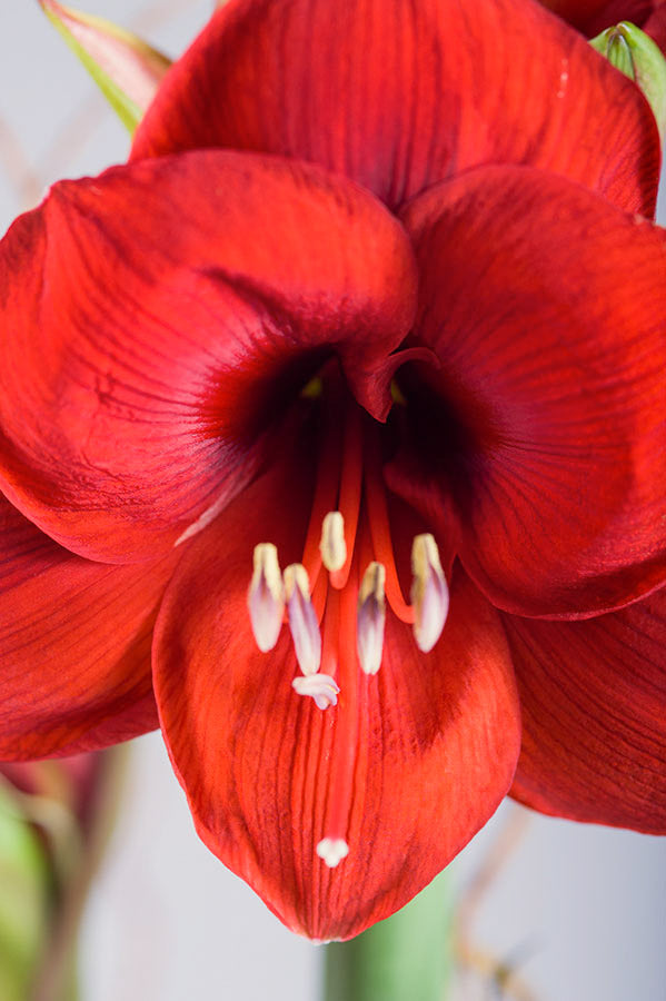 Allan Woods Potted Amaryllis