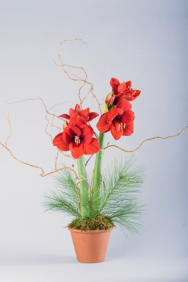 Allan Woods Potted Amaryllis