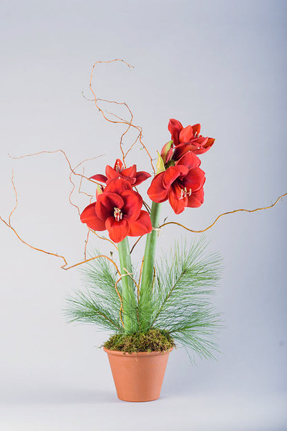 Allan Woods Potted Amaryllis
