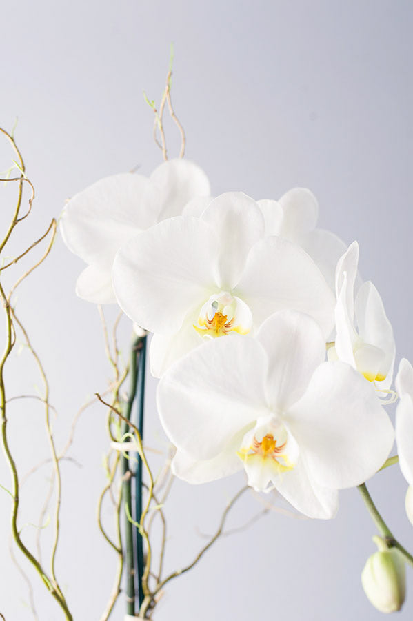 Single Stem Phalaenopsis Orchid