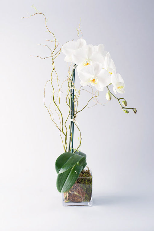 Single Stem Phalaenopsis Orchid