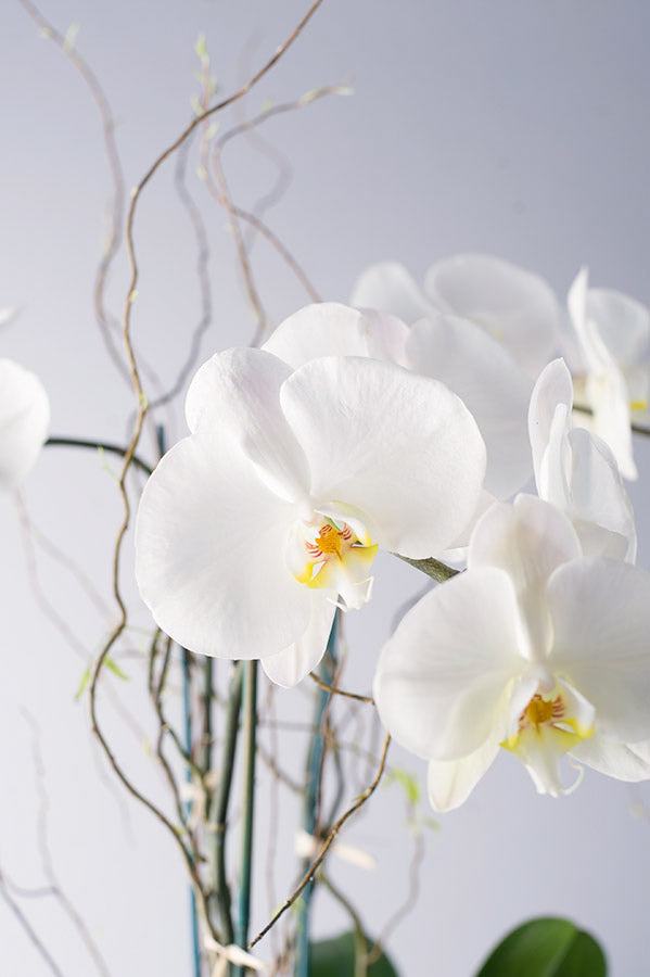 Triple Stem Phalaenopsis Orchid