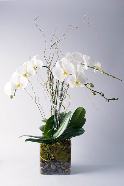 Triple Stem Phalaenopsis Orchid