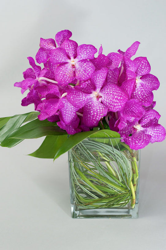 Vanda Simplicity